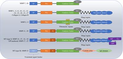 The immunomodulatory role of matrix metalloproteinases in colitis-associated cancer